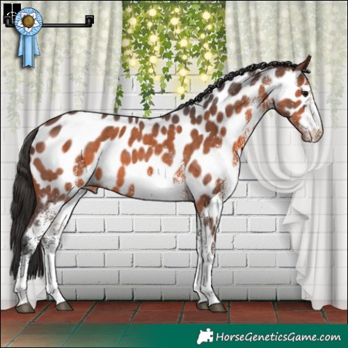 Horse Color:White Spotted Brown Appaloosa 