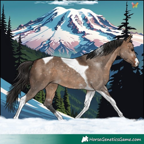 Horse Color:Bay Dun Tobiano 