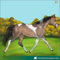 Horse Color:Bay Dun Tobiano 
