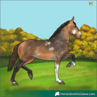 Horse Color:Buckskin Tobiano 