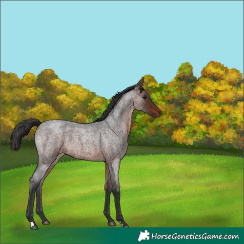 Horse Color:Brown Roan