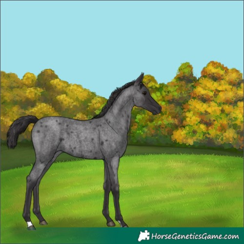 Horse Color:Smoky Blue Roan 