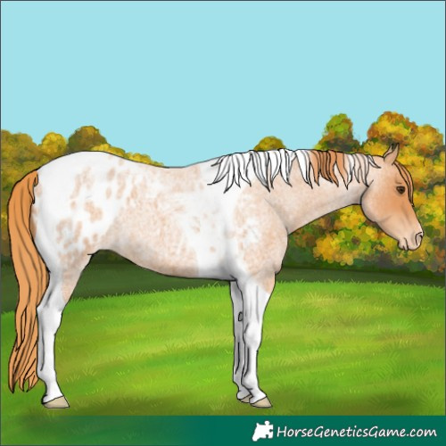 Horse Color:Red Roan Tobiano Blanket 
