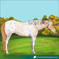 Horse Color:Red Roan Tobiano Appaloosa 