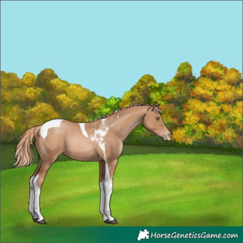 Horse Color:Chestnut Pearl Tobiano 