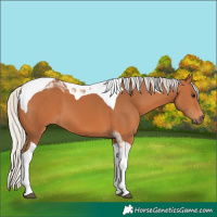 Horse Color:Silver Bay Tobiano