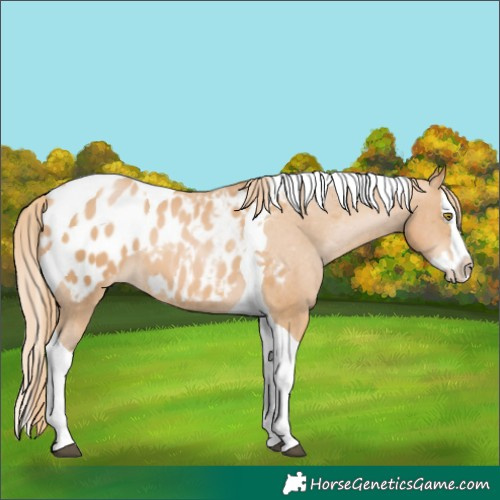Horse Color:Chestnut Pearl Splash Tobiano Blanket 