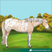 Horse Color:Chestnut Pearl Splash Tobiano Appaloosa 