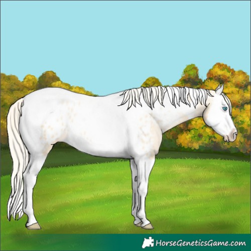 Horse Color:Palomino Pearl Splash Tobiano Near Leopard 