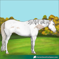 Horse Color:Gray Silver Bay Roan Pearl Splash Tobiano 