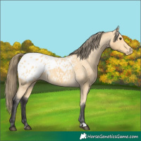 Horse Color:Buckskin Blanket 