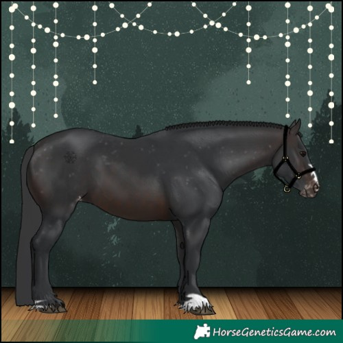 Horse Color:Brown Appaloosa