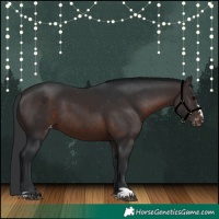 Horse Color:Brown Appaloosa 