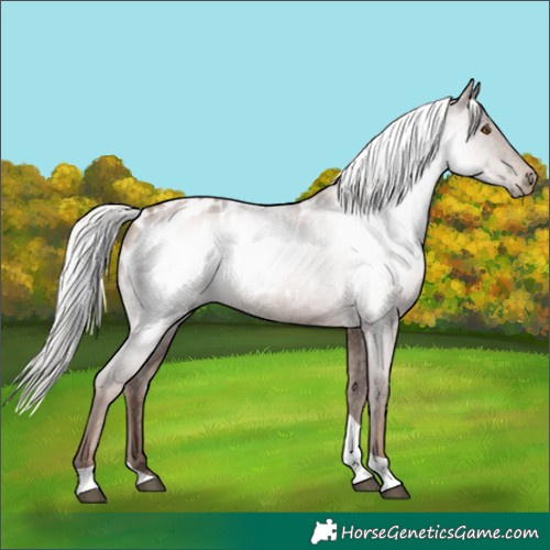 Horse Color:Gray Silver Black Pearl Tobiano Blanket 