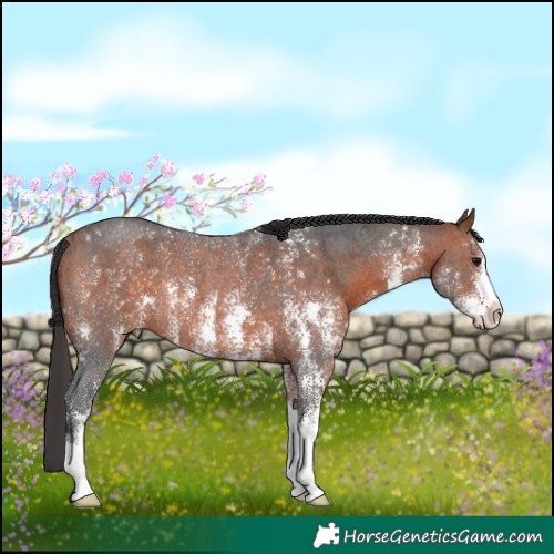 Horse Color:Bay Sabino Rabicano