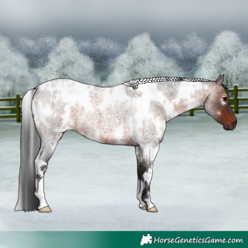Horse Color:White Spotted Brown Roan