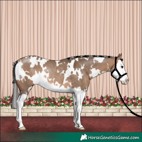 Horse Color:White Spotted Brown Dun Splash Rabicano