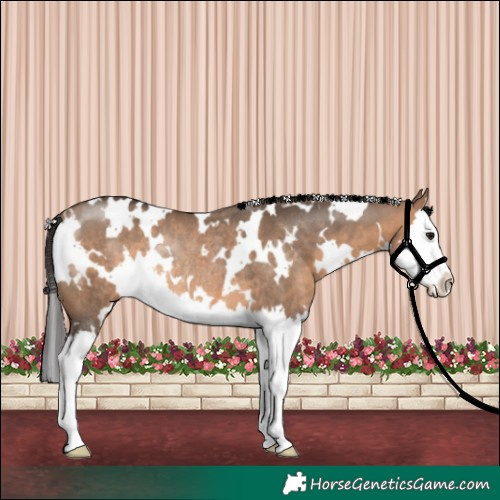 Horse Color:White Spotted Brown Dun Splash Rabicano 
