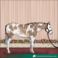 Horse Color:White Spotted Brown Dun Splash Rabicano