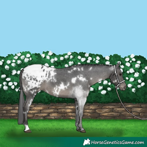 Horse Color:White Spotted Black Appaloosa 