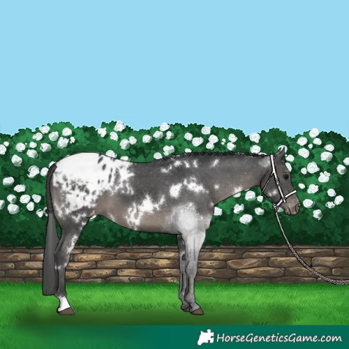Horse Color:White Spotted Black Appaloosa