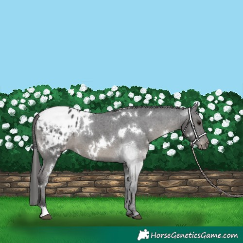 Horse Color:White Spotted Black Appaloosa 