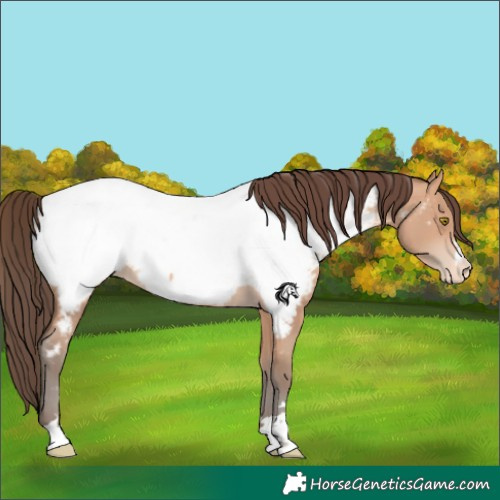 Horse Color:Amber Champagne Near Fewspot 