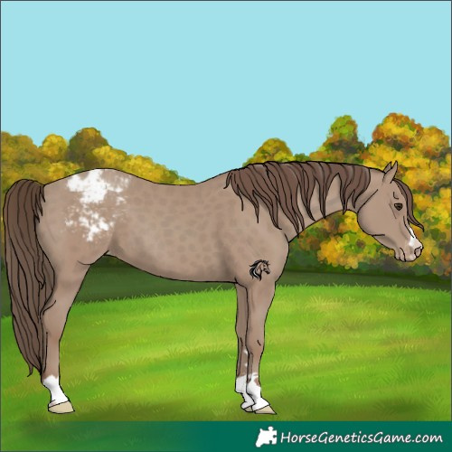 Horse Color:Classic Champagne Appaloosa 