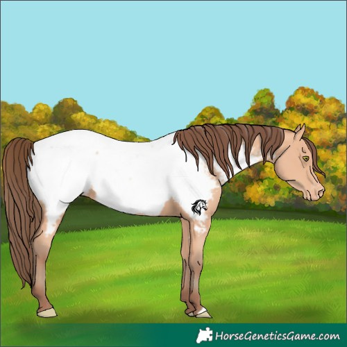 Horse Color:Amber Champagne Appaloosa 