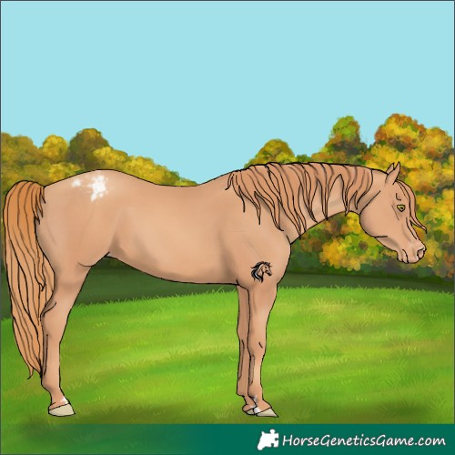Horse Color:Gold Champagne Appaloosa 