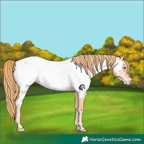Horse Color:Gold Champagne Near Fewspot