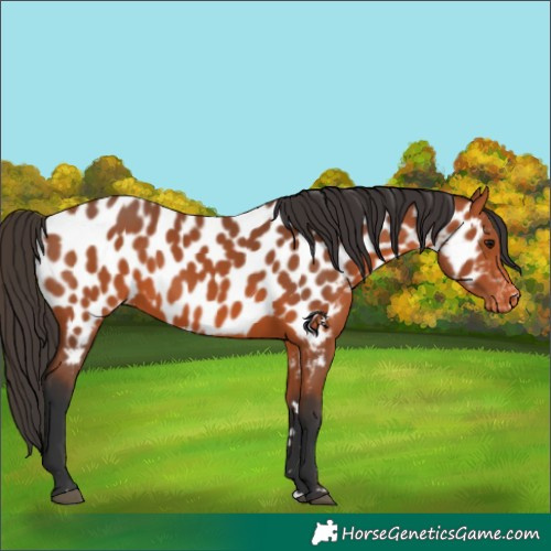 Horse Color:Bay Appaloosa