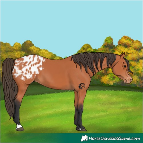 Horse Color:Bay Blanket
