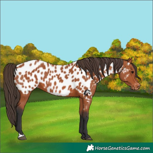 Horse Color:Bay Near Leopard