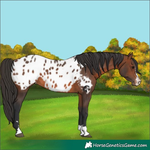 Horse Color:Brown Near Leopard 