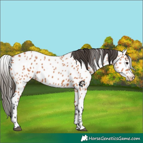 Horse Color:Bay Leopard 