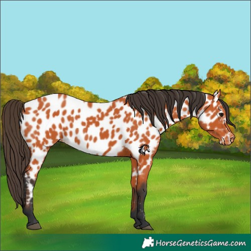 Horse Color:Bay Near Leopard
