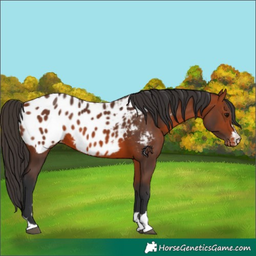 Horse Color:Bay Blanket