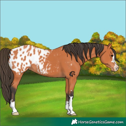 Horse Color:Bay Near Leopard 