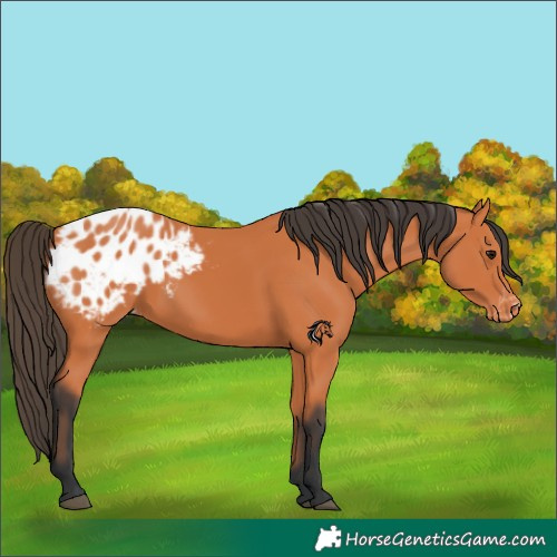 Horse Color:Bay Blanket