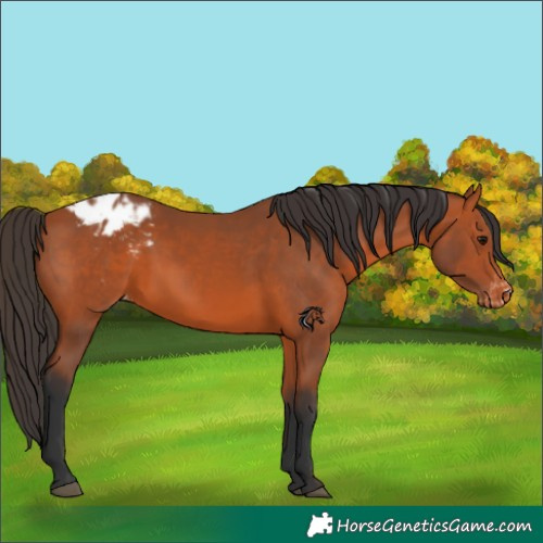 Horse Color:Bay Appaloosa 