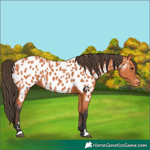 Horse Color:Bay Appaloosa