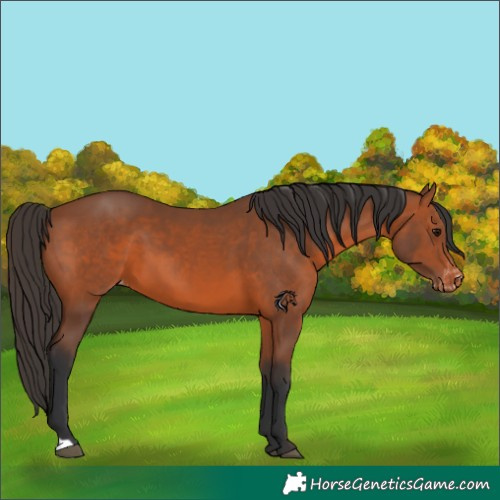 Horse Color:Bay Varnish