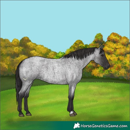 Horse Color:Smoky Blue Roan 