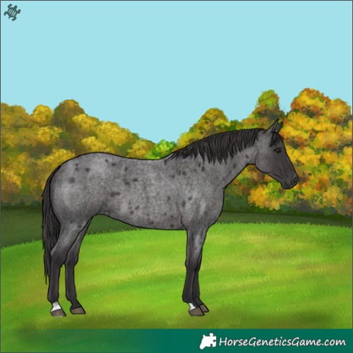 Horse Color:Smoky Blue Roan 