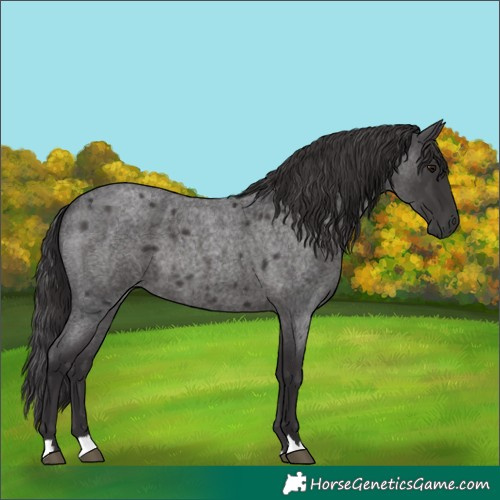 Horse Color:Smoky Blue Roan 
