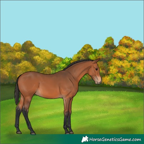 Horse Color:Bay 