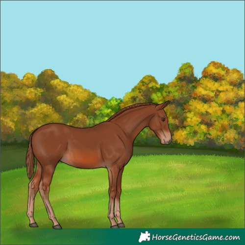 Horse Color:Chestnut 