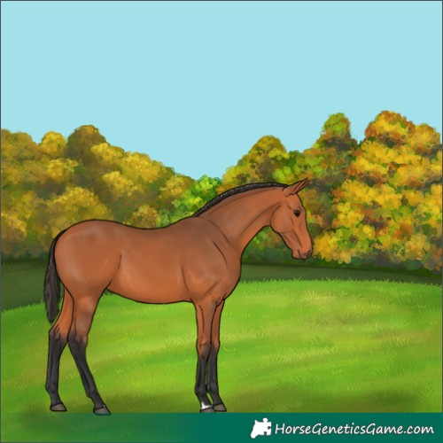 Horse Color:Bay 