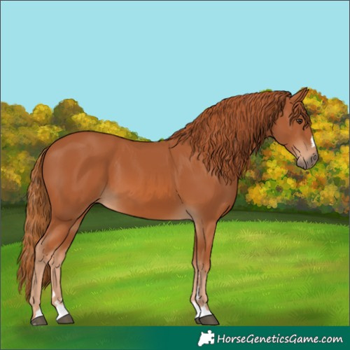Horse Color:Chestnut 